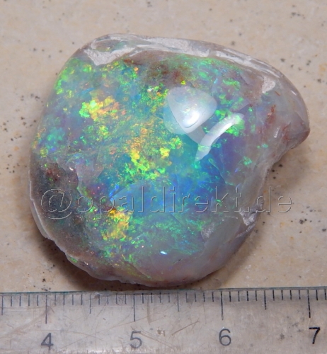 Opalisierte-Opal-Muschel - Video