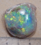 Opalisierte-Opal-Muschel - Video